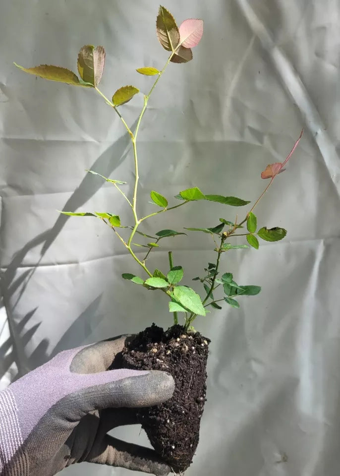Cecile Brunner Climbing Rose 3-6" Live Plant