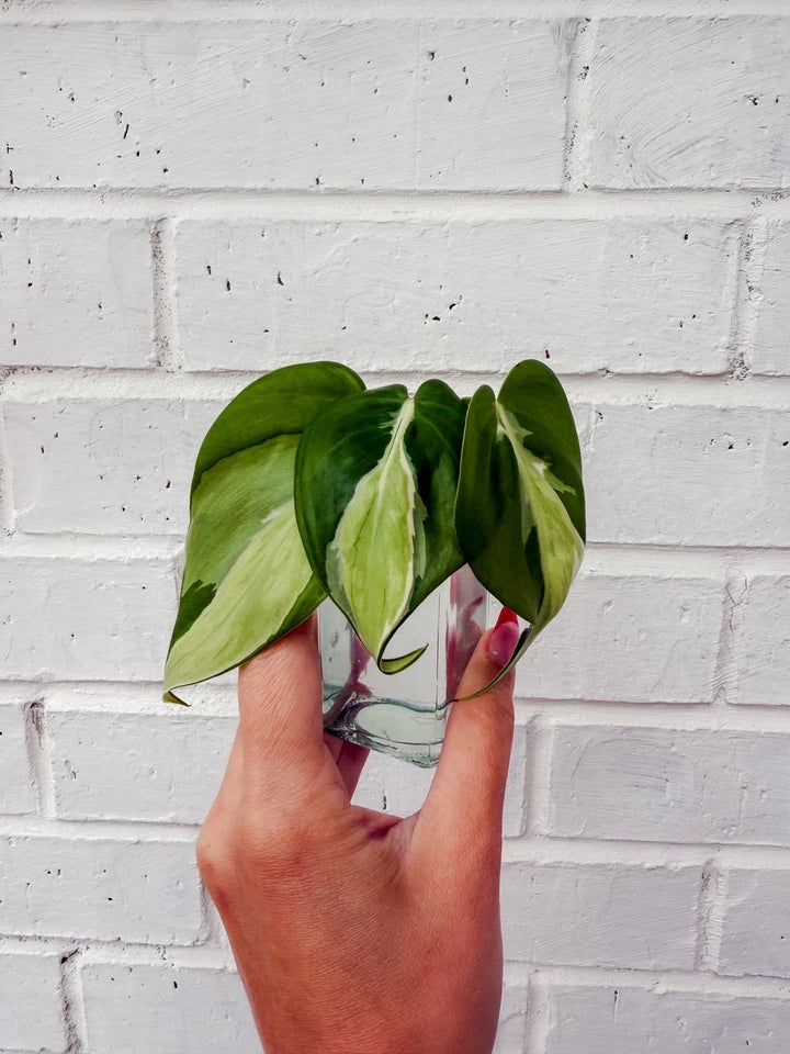 Philodendron Cuttings Bundle - Cream Splash Variety - Rooted & Ready for Water or Soil - Philodendron 'Cream Splash'