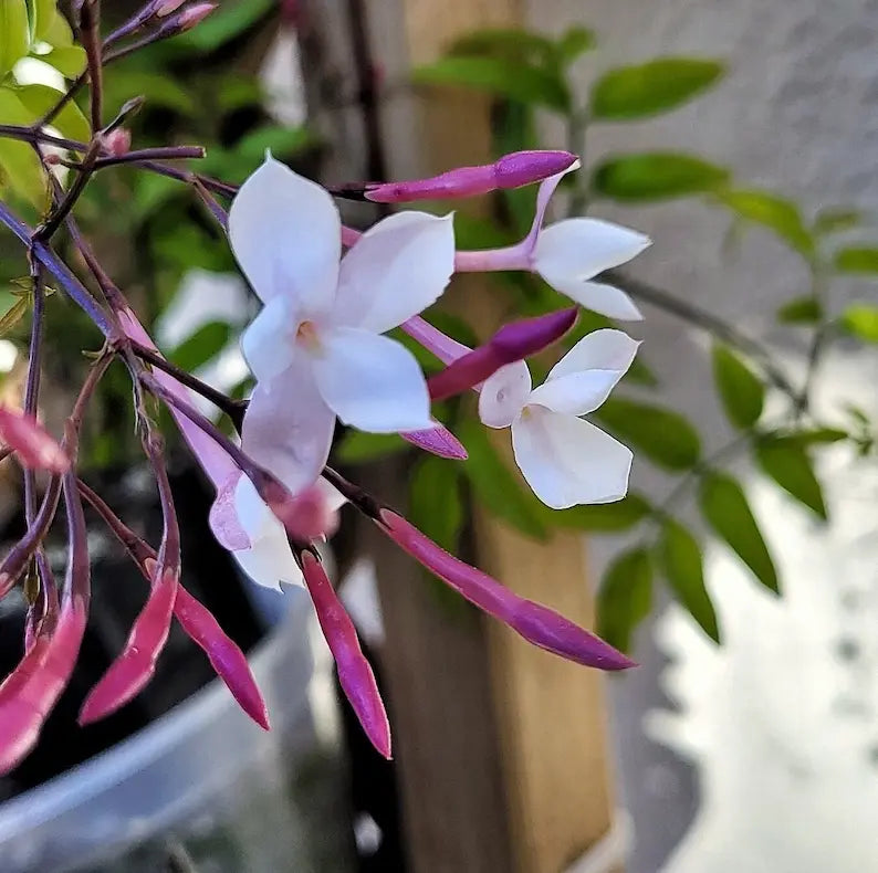 Live Jasmine Plant 2" Pot Mini Starter Plant