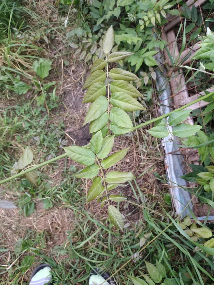 7 Beautiful Unrooted Purple Wisteria Cuttings 5-9"