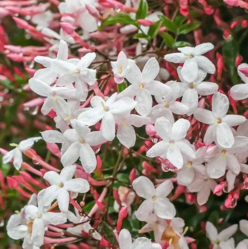 Live Jasmine Plant 2" Pot Mini Starter Plant