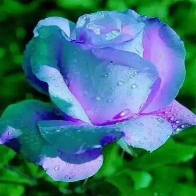 EXOTIC RARE ROSE 20 SEEDS for Planting Flower Bush diy sun (light blue & violet)