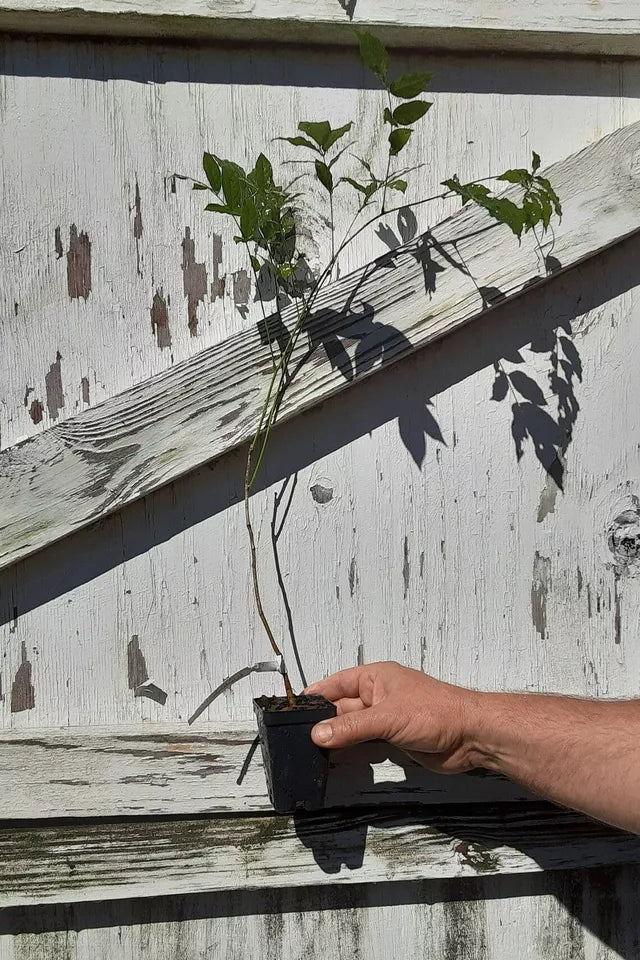 1 Purple Chinese Wisteria Tree 10-15" Live Plant 2.5" Pot Wisteria sinensis
