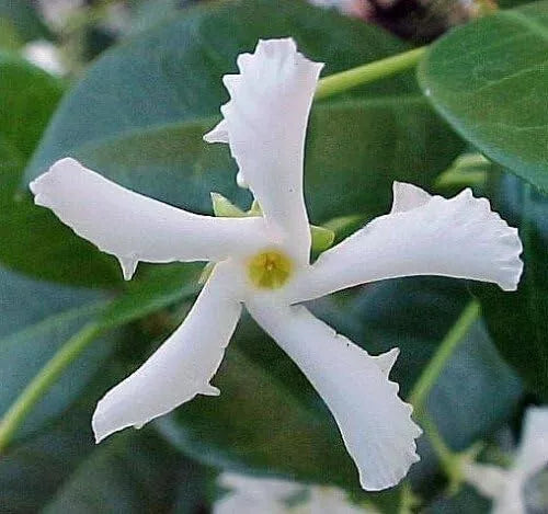 Starter Live Plant Star Jasmine 5" tall Confederate Jasmine Vine
