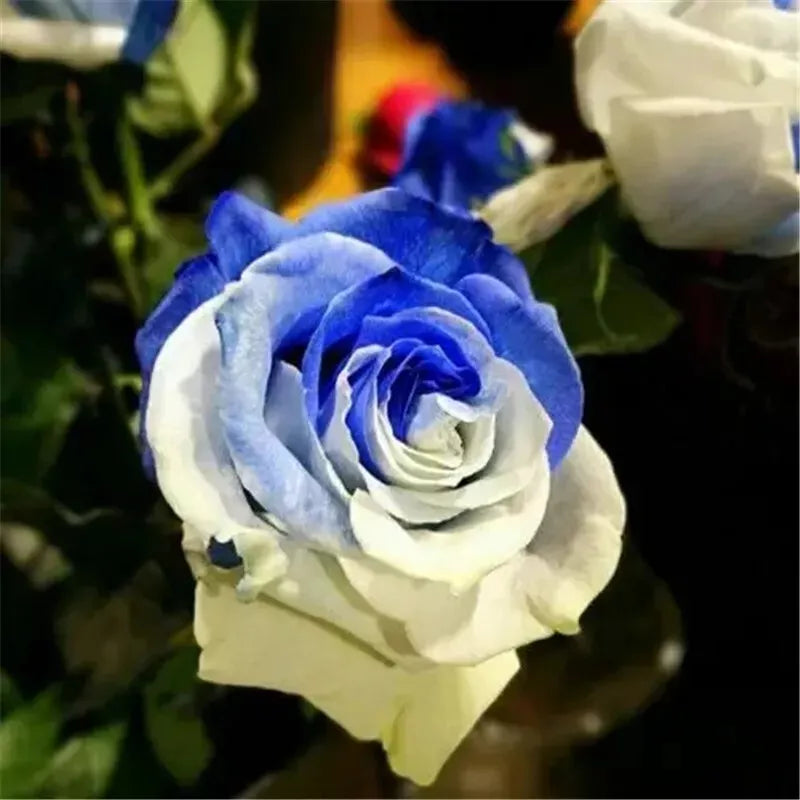 EXOTIC RARE ROSE 20 SEEDS for Planting Flower Bush diy sun (white & navy blue)
