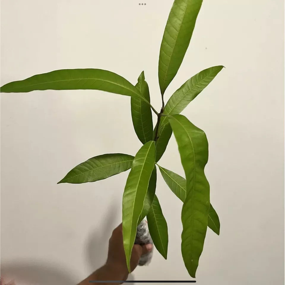 Mango keiit (MANGIFERA) live Tropical Fruit Tree 12”-24”