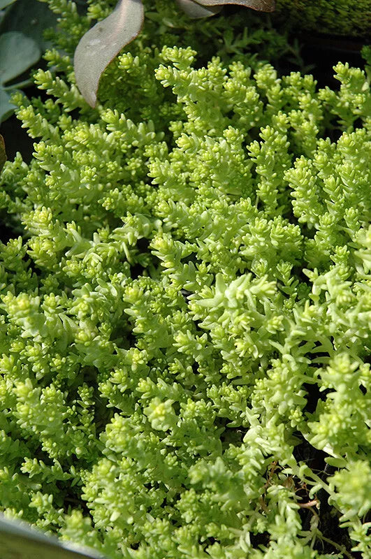 20 rootless cuttings Gold Moss Sedum Sarmentosum Perennial Succulents stonecrop