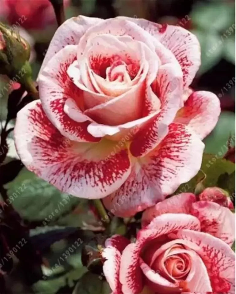EXOTIC RARE ROSE 20 SEEDS for Planting Flower Bush diy sun (red & white)