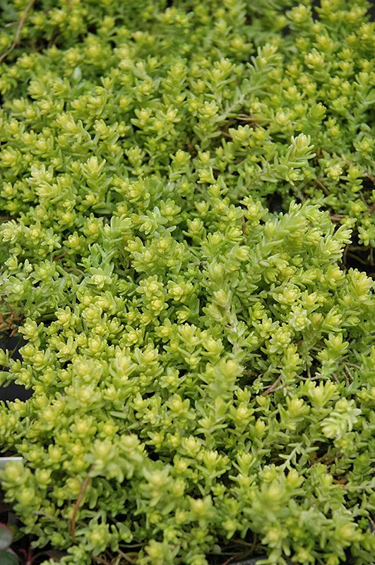 20 rootless cuttings Gold Moss Sedum Sarmentosum Perennial Succulents stonecrop