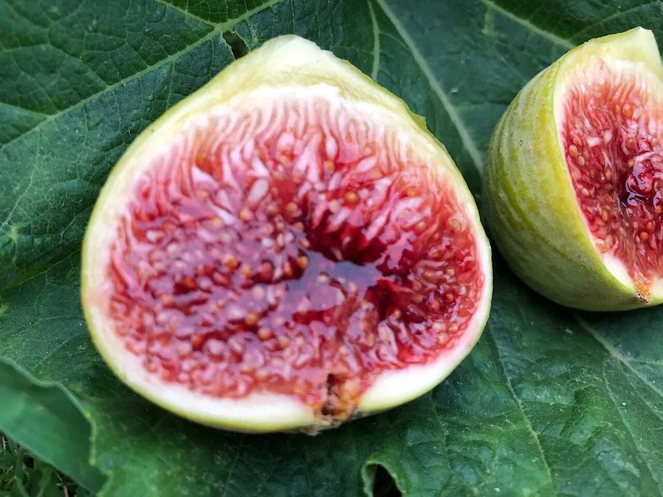 Fig Tree plant cold hardy not dormant Ficus "Brown Turkey"