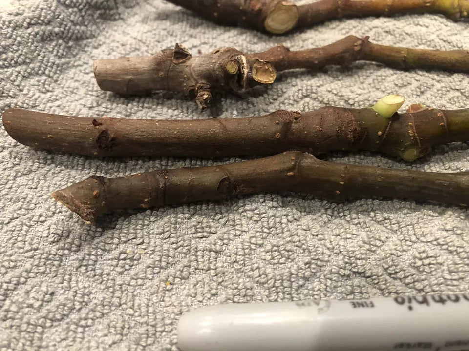 3`Fig Tree UNROOTED cuttings "White Adriatic"