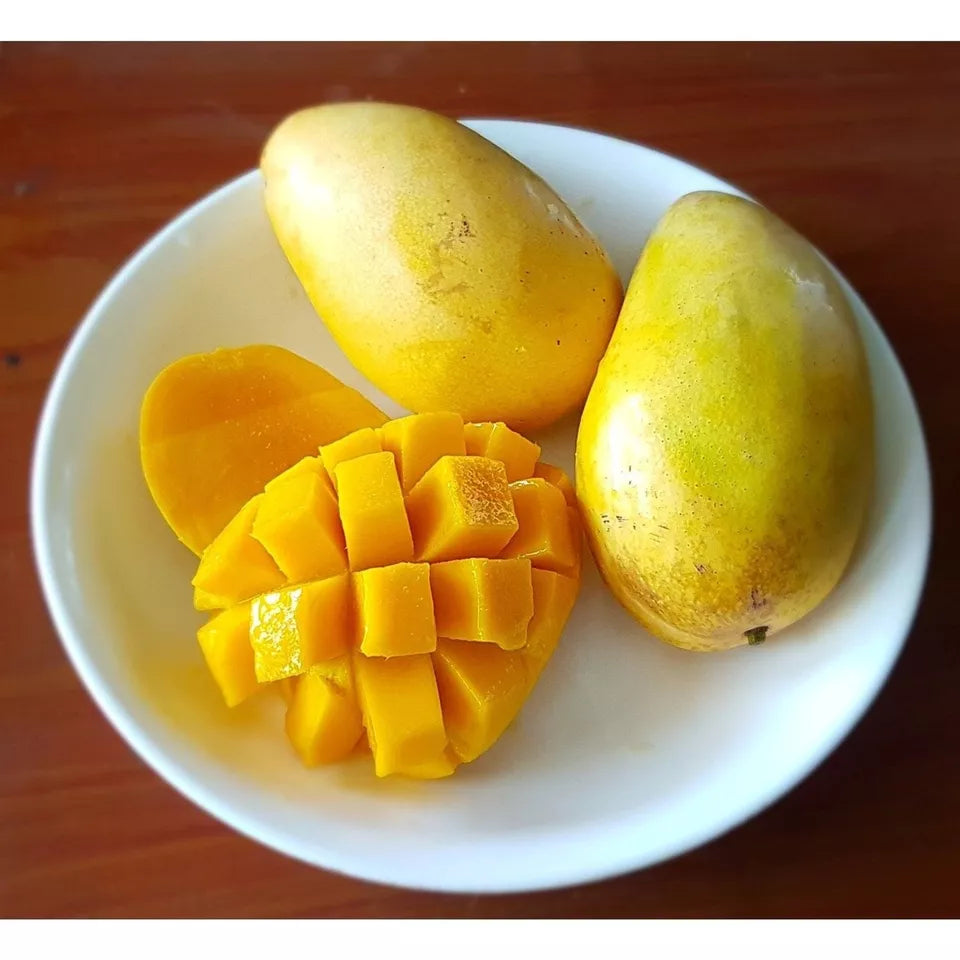 Tall Manila Mango Fruit Tree (3-4 Feet Tall) - Fiberless Fruit, Very Sweet