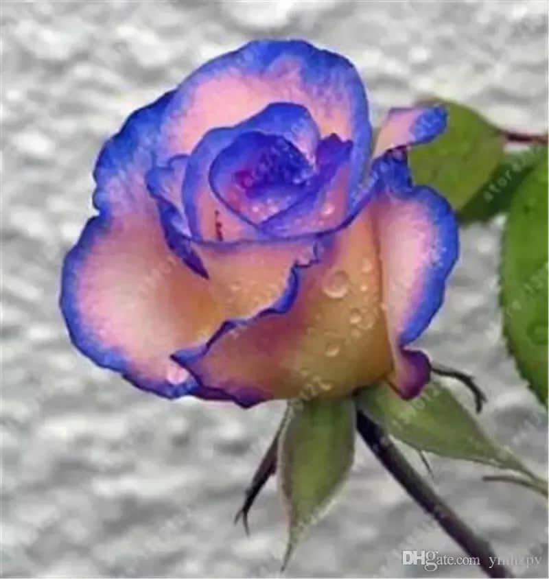 EXOTIC RARE ROSE 20 SEEDS for Planting Flower Bush diy sun (blue & pink)