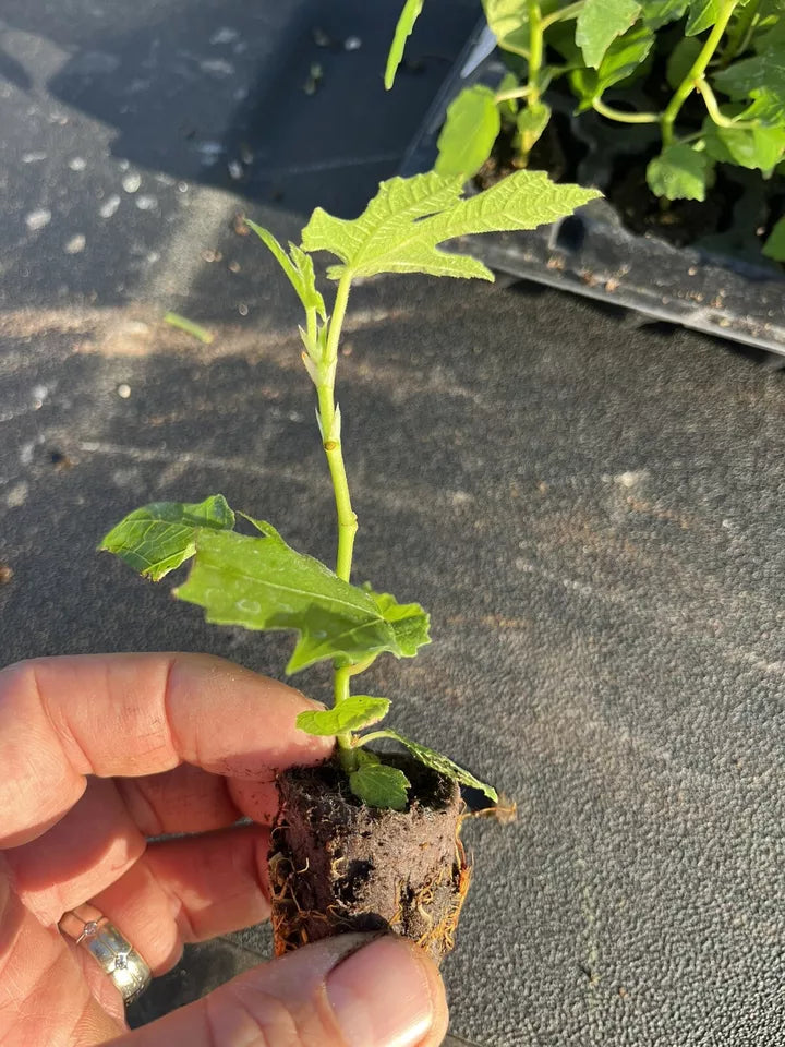 4 Starter Plants Fig Trees "Beers Black"