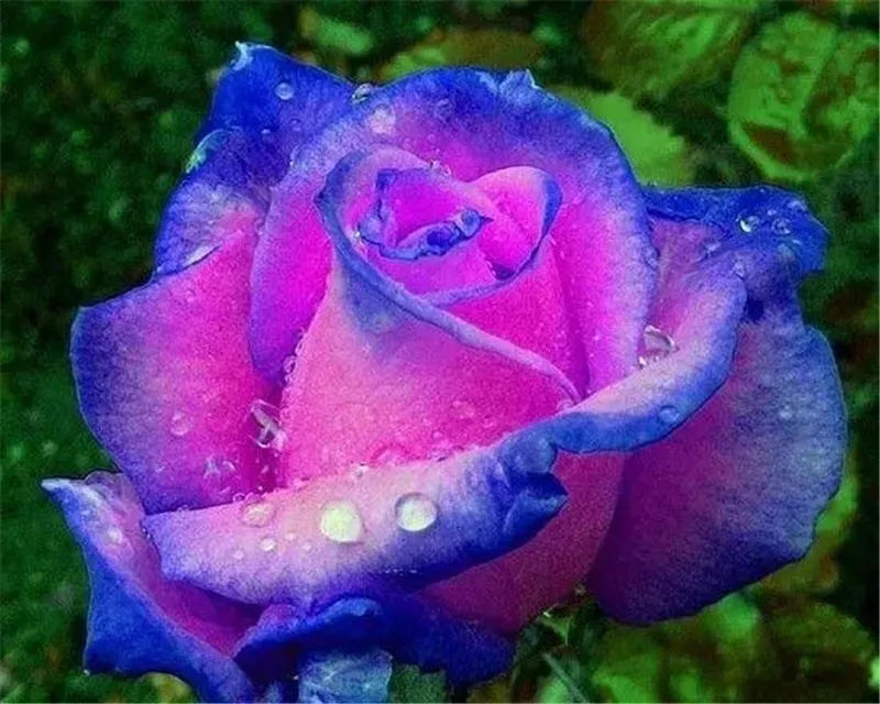 EXOTIC RARE ROSE 20 SEEDS for Planting Flower Bush diy sun (fuschia & blue)