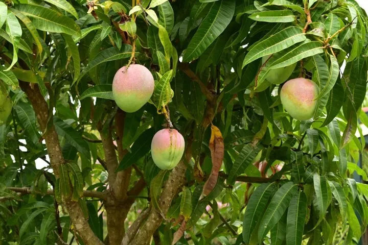 Mango keiit (MANGIFERA) live Tropical Fruit Tree 12”-24”