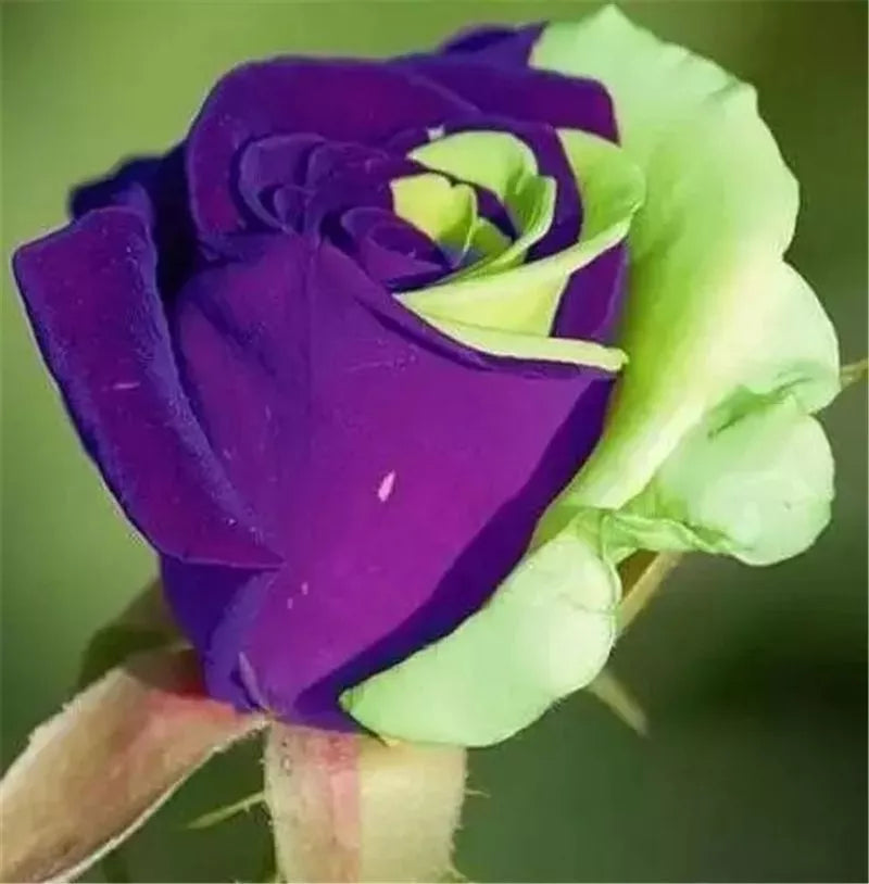 EXOTIC RARE ROSE 20 SEEDS for Planting Flower Bush diy sun (purple & green)