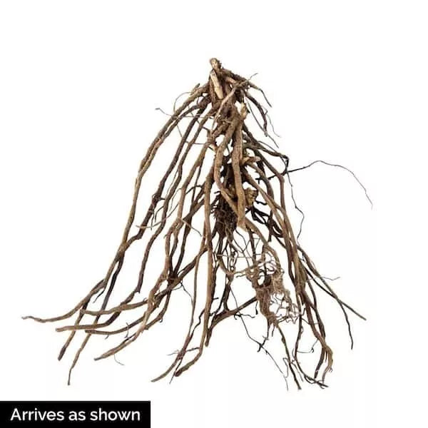 1 Creme De La Creme Phlox Live Bareroot Plant White Pink Flowers