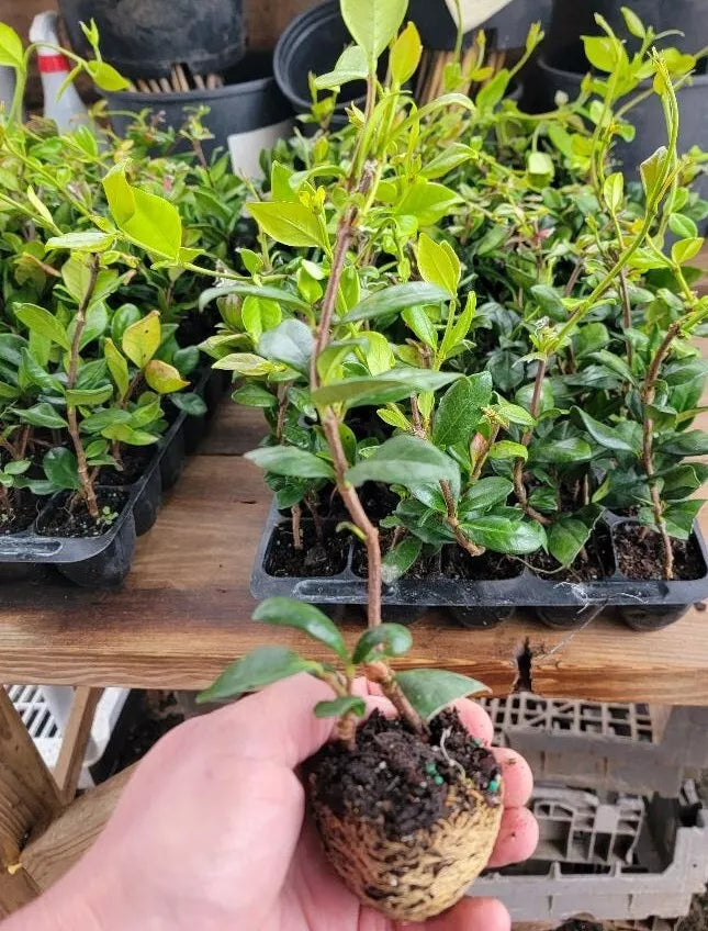 1 Starter Live Plant Confederate Jasmine Vine Trachelospermum jasminoides)