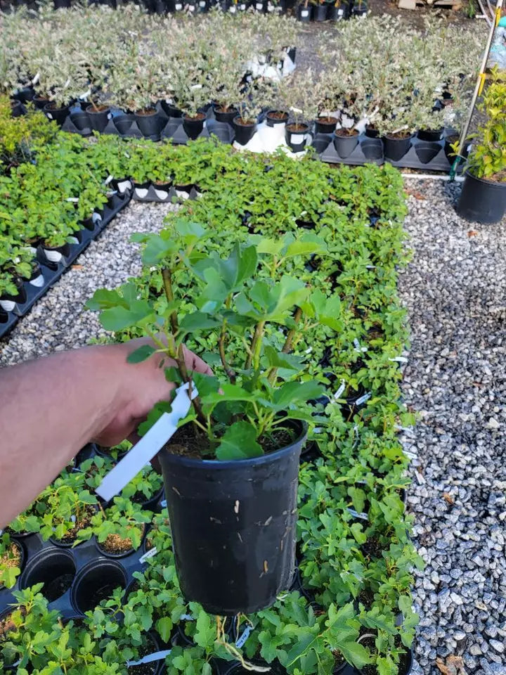 (1 QT) Live Plant Desert King Fig (ficus carica)