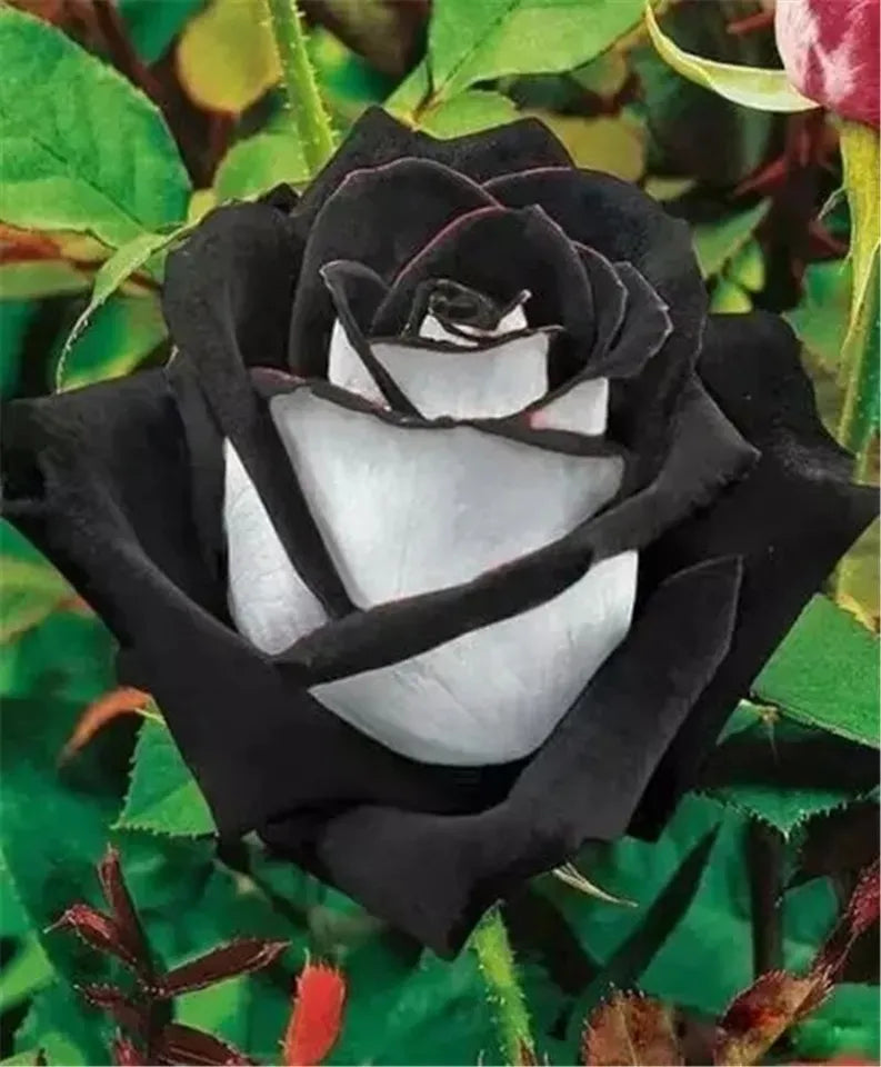 EXOTIC RARE ROSE 20 SEEDS for Planting Flower Bush diy sun (black & white)