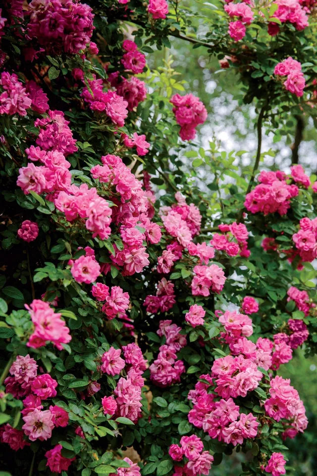 (6) 10 Inch Unrooted Cuttings Peggy Martin Rose
