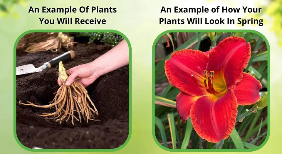 1 Creeping Phlox Bare-Root Amazing Grace White Phlox Subulata Perennial Plant