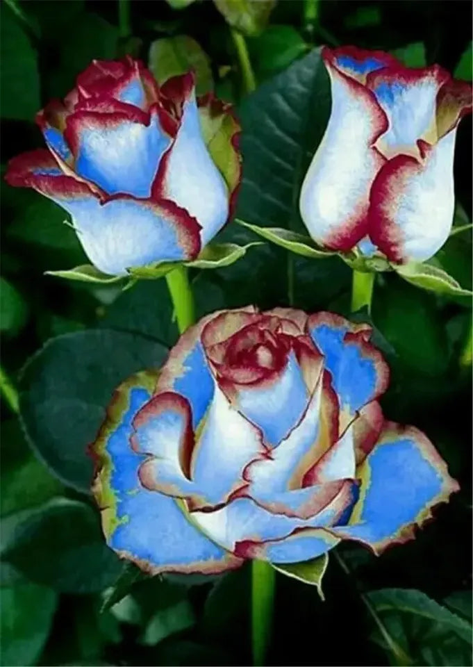 EXOTIC RARE ROSE 20 SEEDS for Planting Flower Bush diy sun (light blue & maroon red)