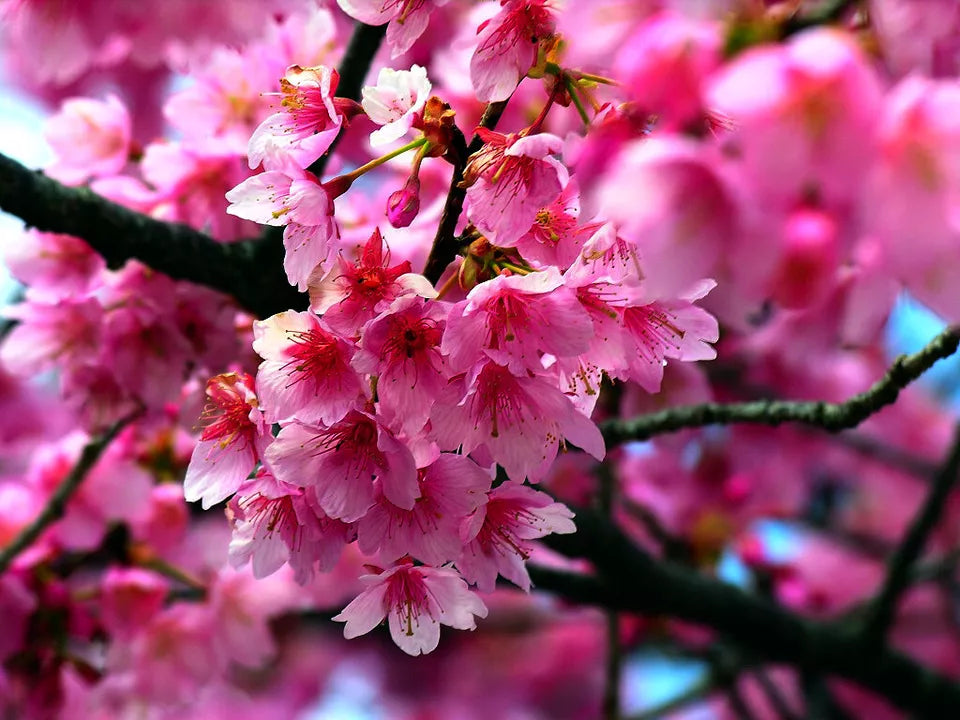 5 SEEDS JAPANESE SAKURA CHERRY BLOSSOM TREE (Prunus sargentii) Hardy
