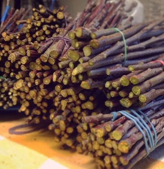 10 Unrooted Cuttings JONATHAN Apple Fruit Tree Scion / Cutting / Rooting / Grafting 10-12 INCHES