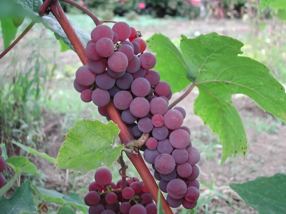 2 Canadice Seedless Live Grape Vine Plants 1-2 yr Old