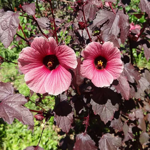 1 TC Plant/Plug 6-8 inches CRANBERRY HIBISCUS (H. ACETOSELLA)