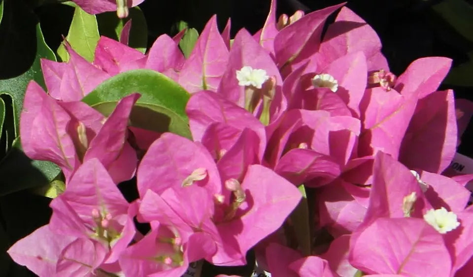1pc Well Rooted VERA PINK Live Bougainvillea Starter Plant