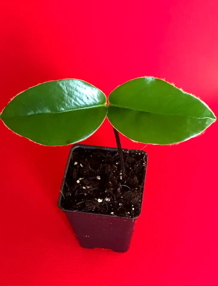 1 Mabolo Fruit Seedling Tree Starter Plant Velvet Apple Diospyros Discolor Blancoi