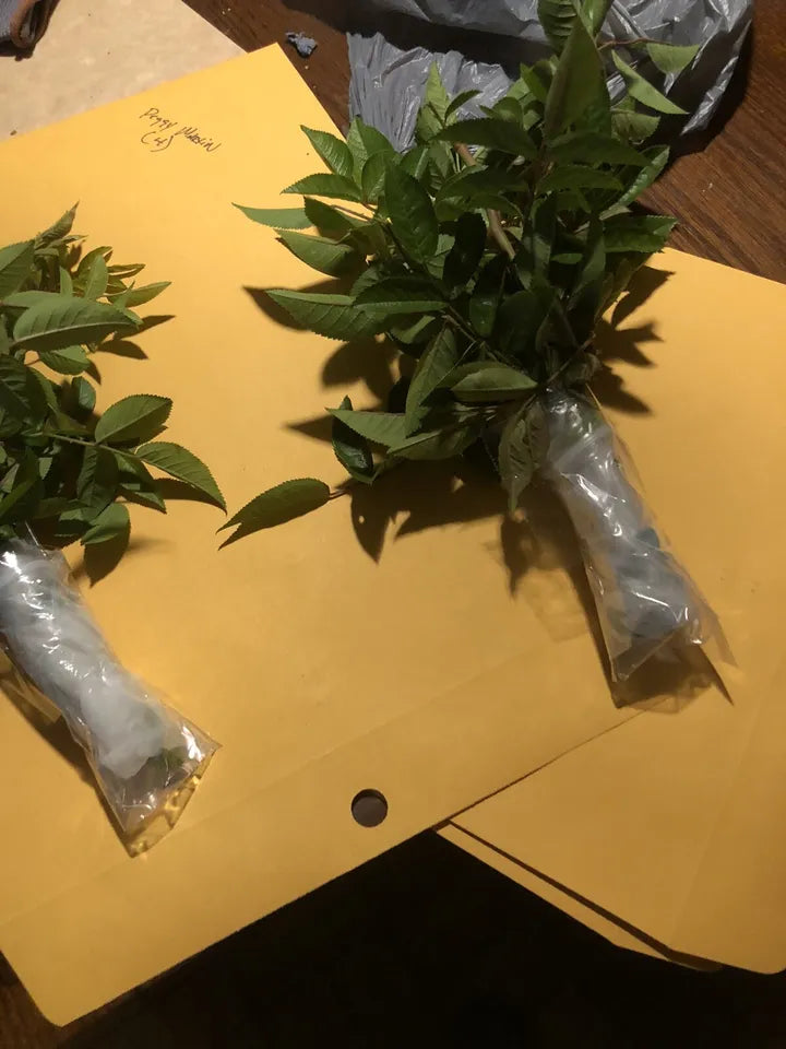 (6) 10 Inch Unrooted Cuttings Peggy Martin Rose