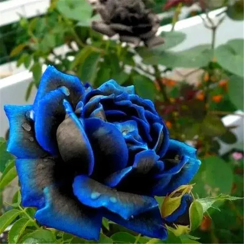 EXOTIC RARE ROSE 20 SEEDS for Planting Flower Bush diy sun (dark blue & black)