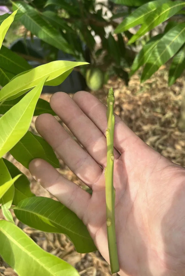 3 Mango Scion Grafting Cuttings Bud Wood For Grafting Orange Sherbet
