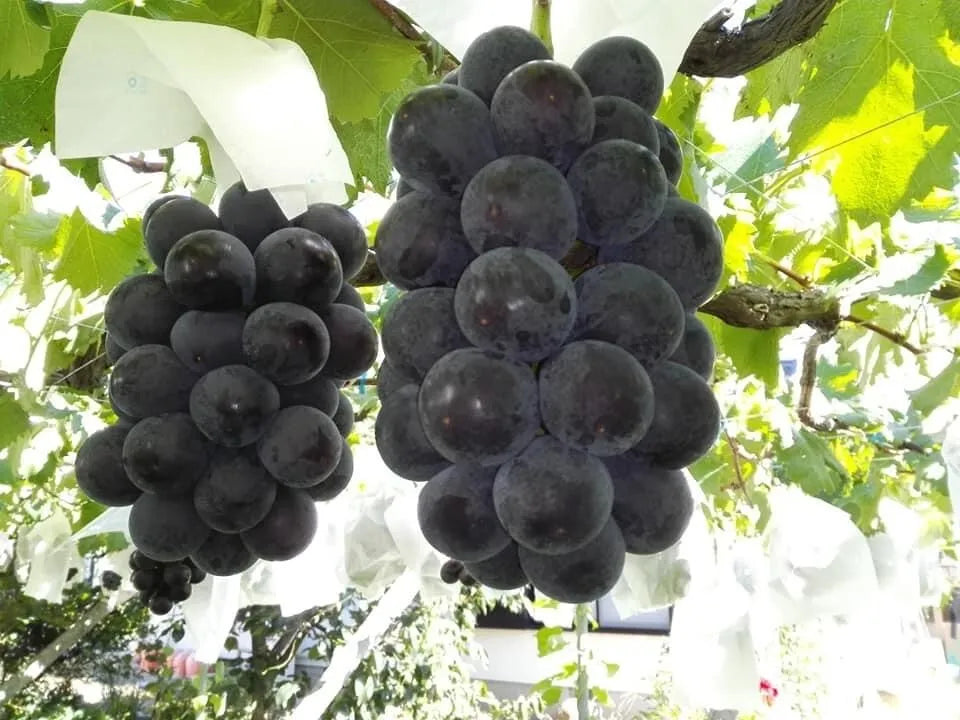 5pcs Japanese Fujiminori table grape unrooted cuttings