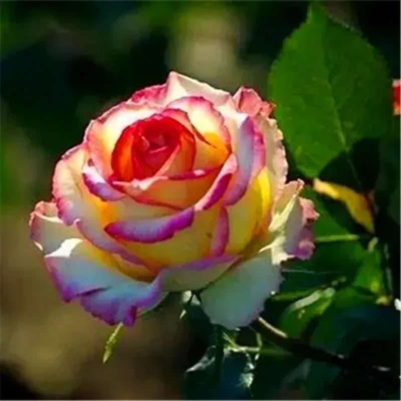 EXOTIC RARE ROSE 20 SEEDS for Planting Flower Bush diy sun (yellow & pink)