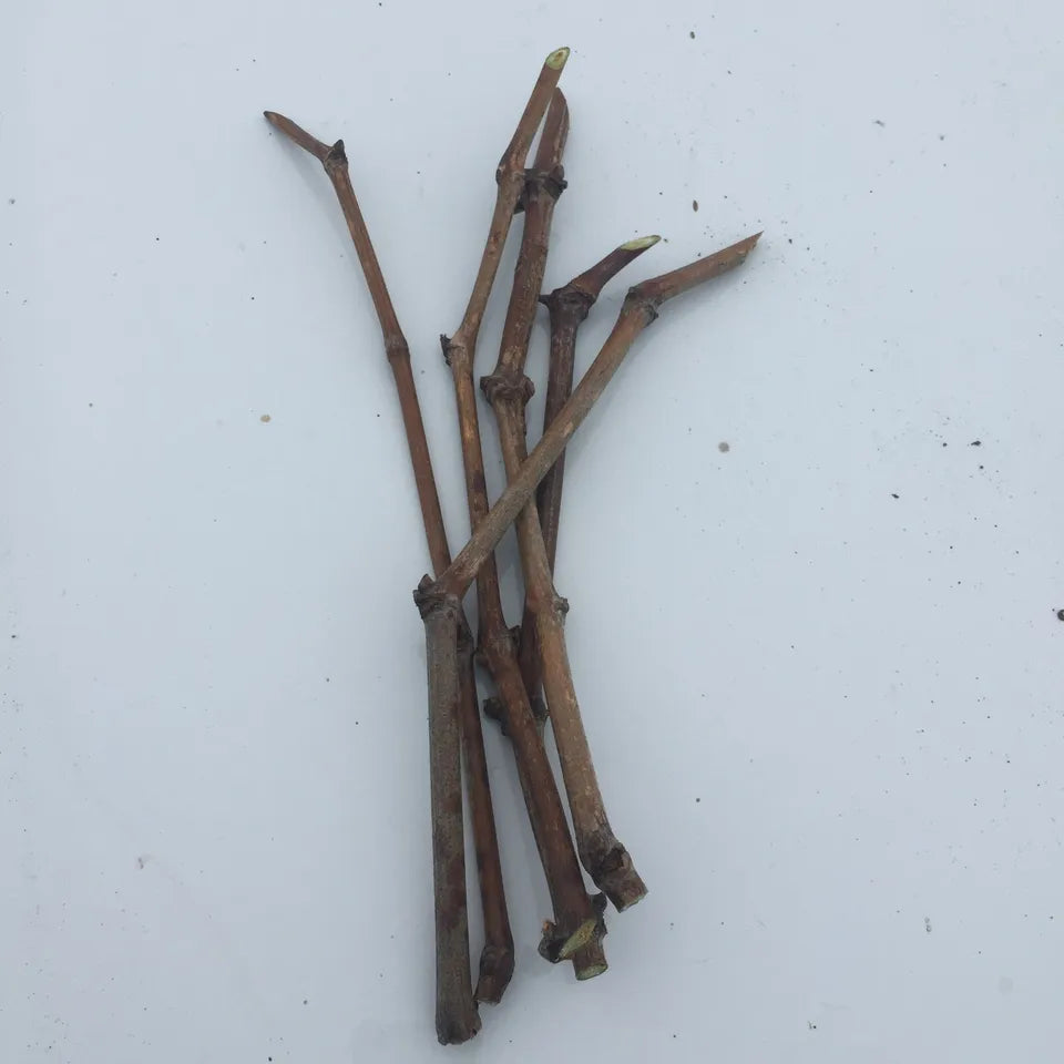 5pcs Japanese Fujiminori table grape unrooted cuttings