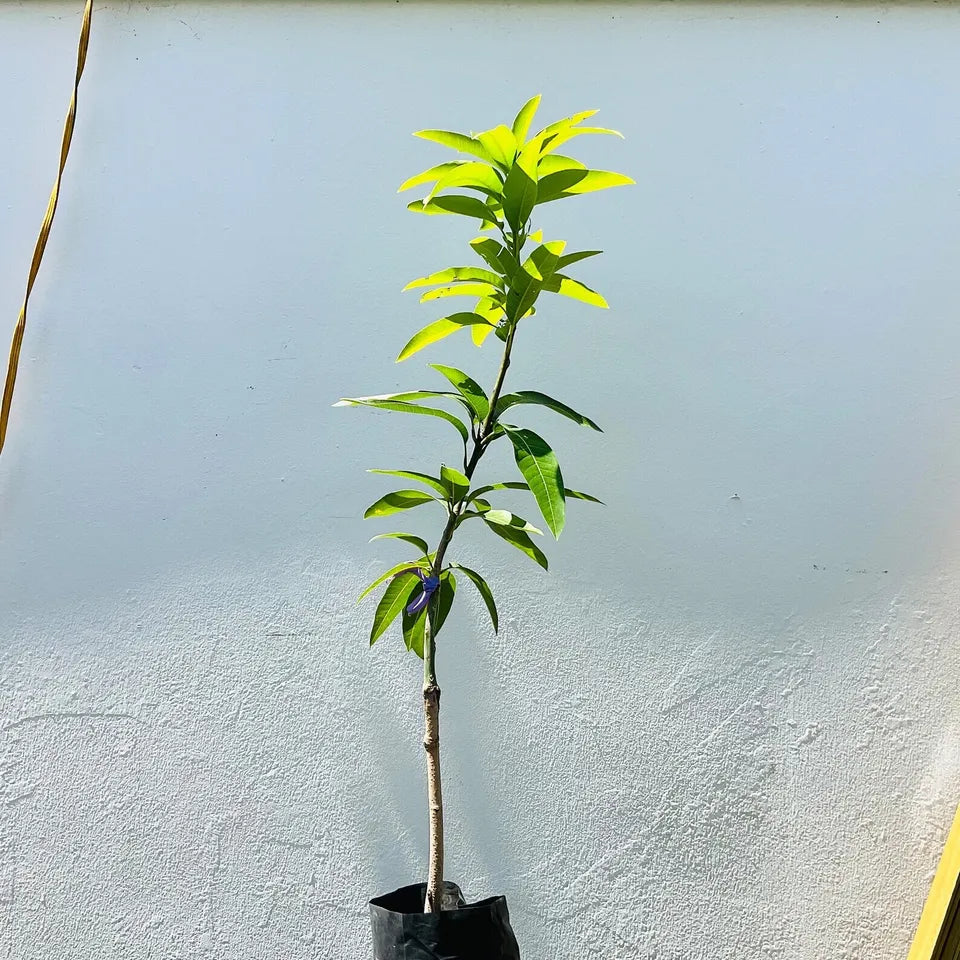GRAFTED MANGO ALPHONSO (MANGIFERA) LIVE FRUIT TREE 3’-4’ feet