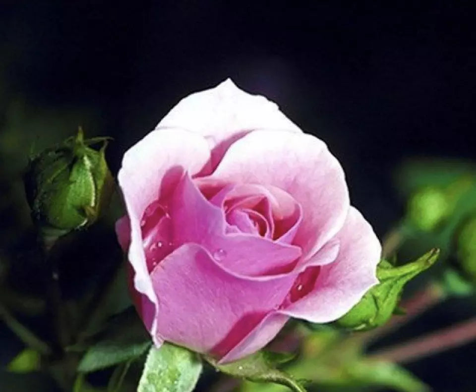 CLASSIC STYLE ROSE 20 SEEDS for Planting Flower bush diy (fuschia pink)