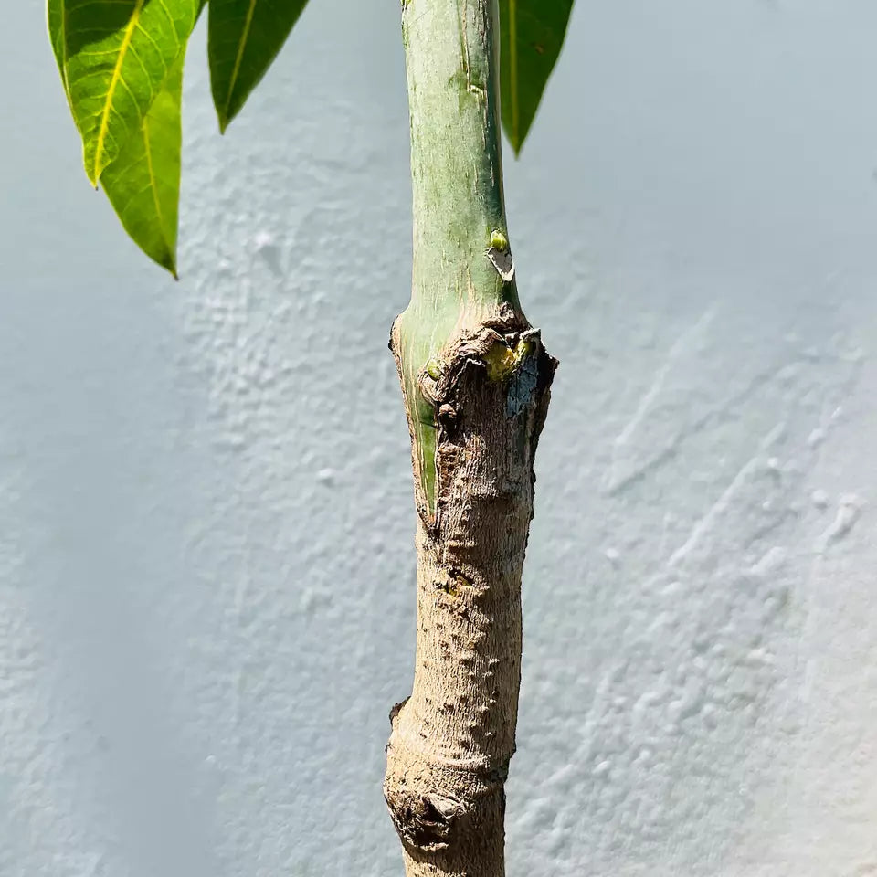 GRAFTED MANGO ALPHONSO (MANGIFERA) LIVE FRUIT TREE 3’-4’ feet