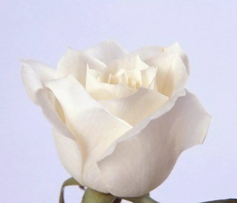 CLASSIC STYLE ROSE 20 SEEDS for Planting Flower bush diy (white)