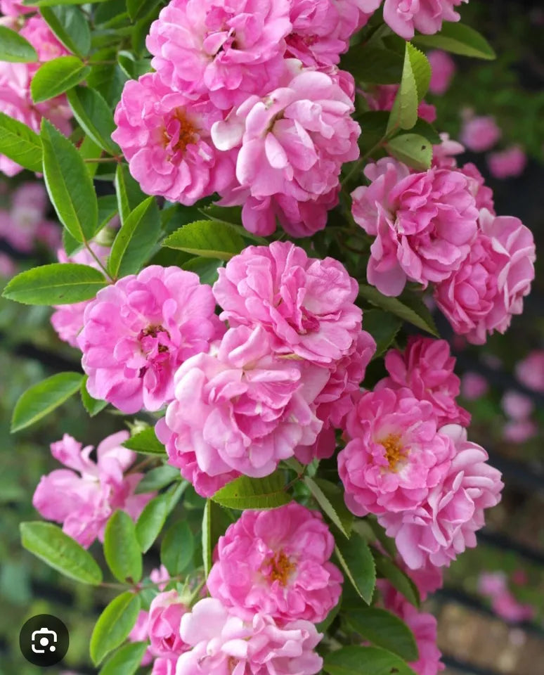 5 Unrooted Cuttings 7-8” Peggy Martin/ Katrina Rose