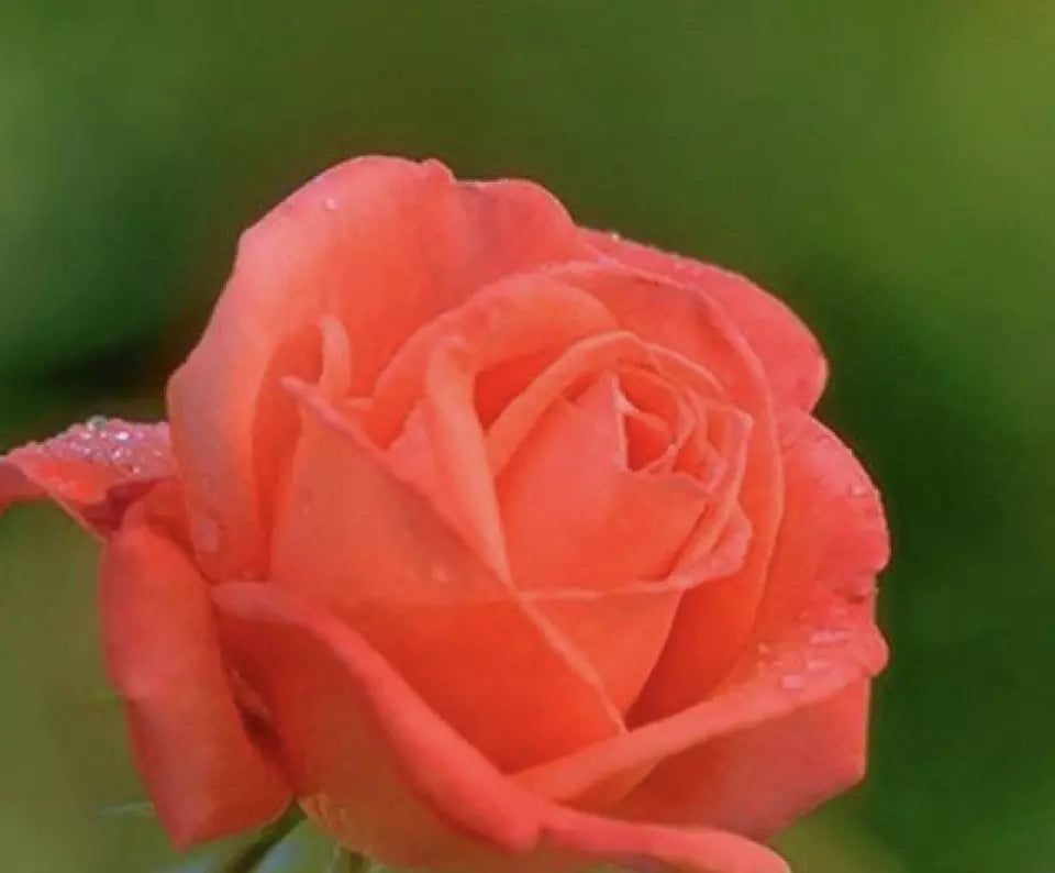 CLASSIC STYLE ROSE 20 SEEDS for Planting Flower bush diy (orange/red)