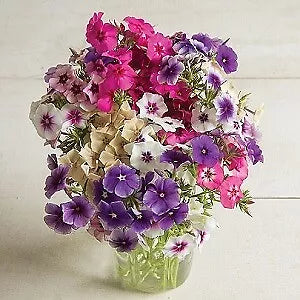 Phlox Art Shades 2000 seeds