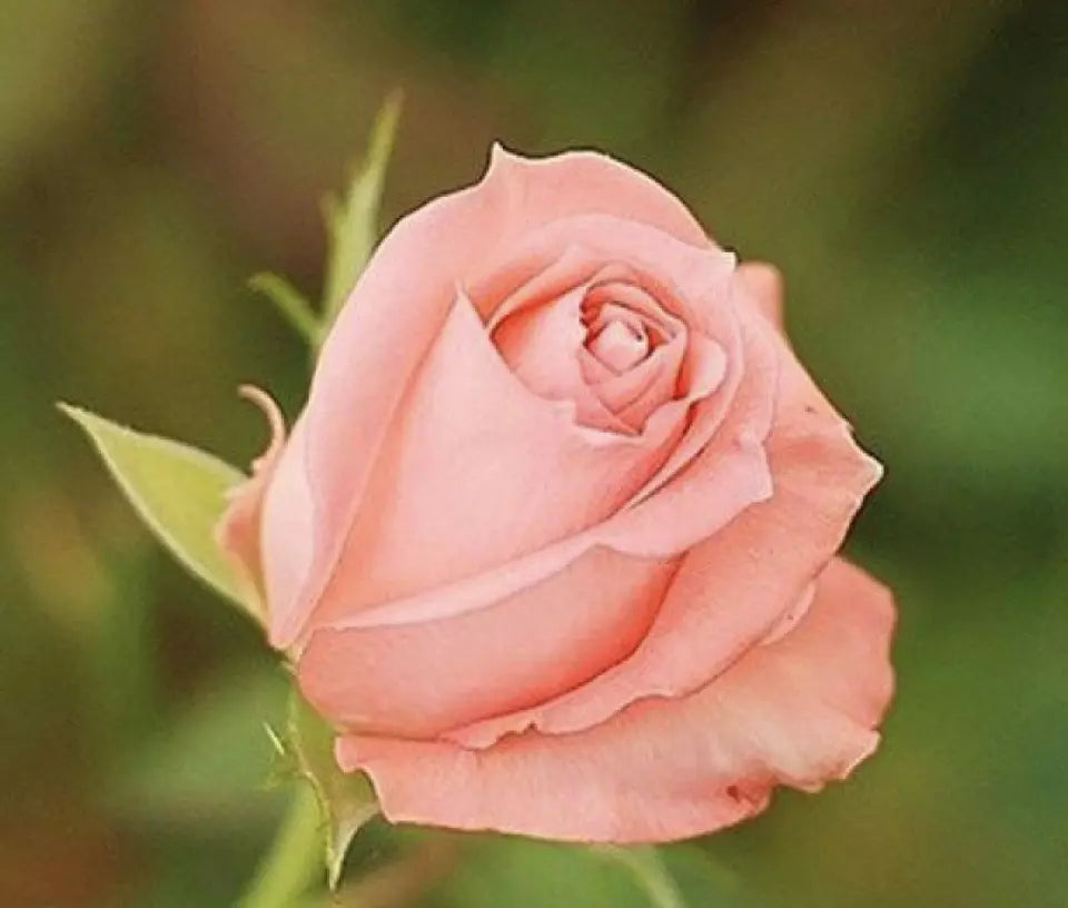 CLASSIC STYLE ROSE 20 SEEDS for Planting Flower bush diy (light pink)