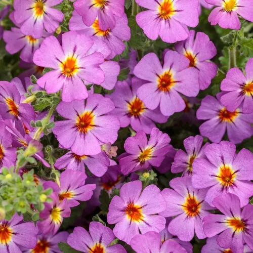 Jamesbrittenia 'Safari Dusk' South African Phlox, Proven Winners 1 Quart Plant