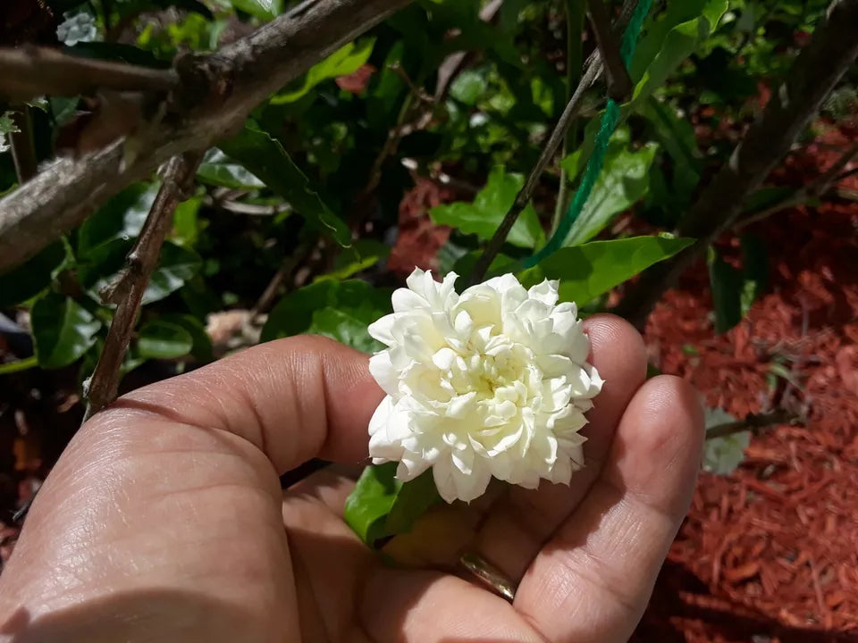 5 Unrooted Cuttings Grand Duke of Tuscany Jasmine Fresh Live
